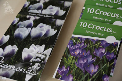 DROBNE CEBULOWE ZAKUPY