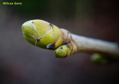 CO SŁYCHAĆ W OGRODZIE W STYCZNIU&nbsp;?