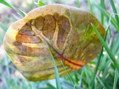 ŻÓŁTY JESIENNY LIŚĆ