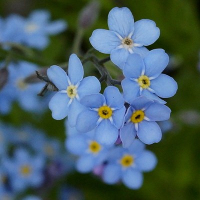 15 MAJA – ŚWIĘTO&nbsp;NIEZAPOMINAJKI