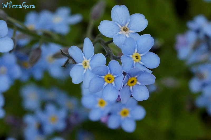 15 MAJA – ŚWIĘTO&nbsp;NIEZAPOMINAJKI