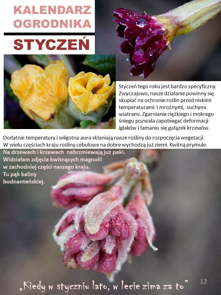 KALENDARZ OGRODNIKA –&nbsp;STYCZEŃ