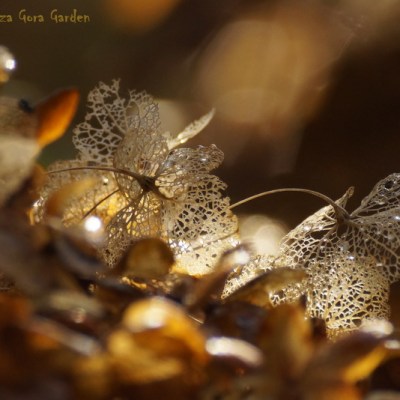 PART III – AUTUMN IS THE HOUSE OF&nbsp;GOLD