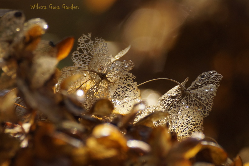 PART III – AUTUMN IS THE HOUSE OF GOLD