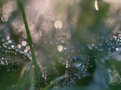 CO W TRAWIE PISZCZY&nbsp;…