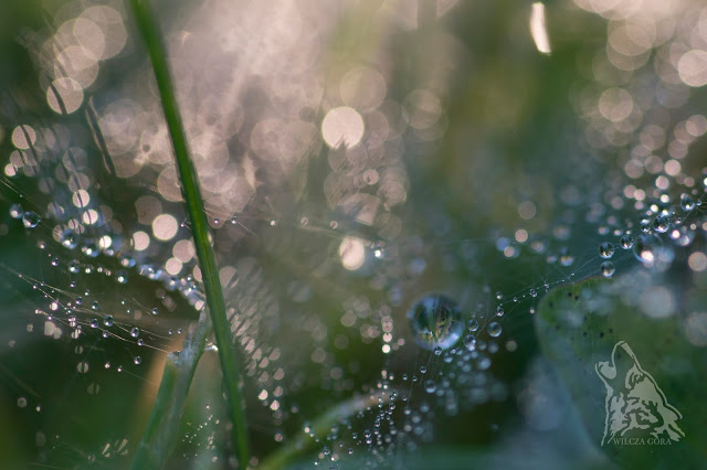 CO W TRAWIE PISZCZY …