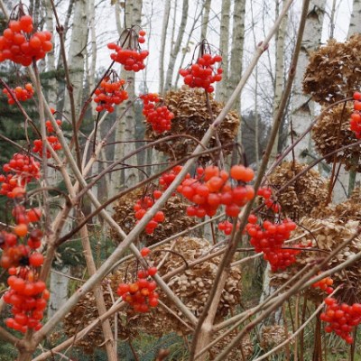 KALINA KORALOWA „COMPACTUM” –&nbsp;LISTOPAD