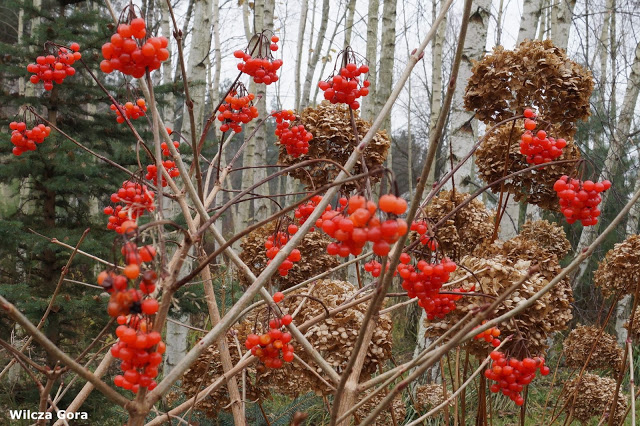 KALINA KORALOWA „COMPACTUM” –&nbsp;LISTOPAD