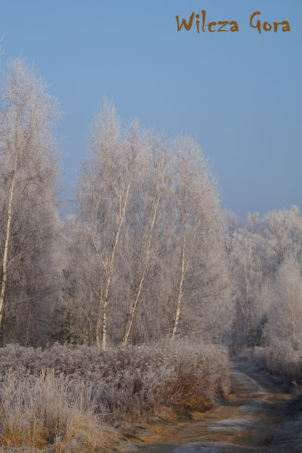 SPACER DO BIALEGO&nbsp;LASU