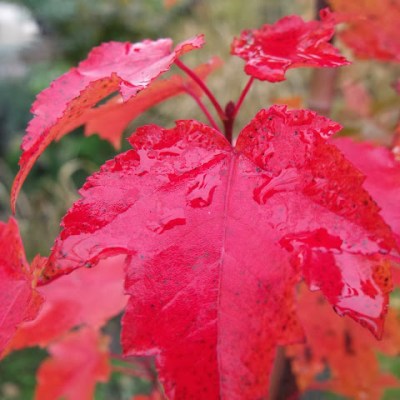 KLON – W OGNISTYM JESIENNYM&nbsp;GARNITURZE