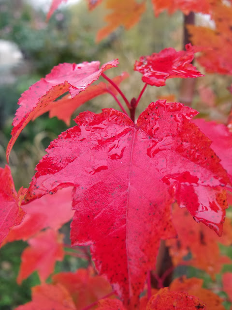 KLON – W OGNISTYM JESIENNYM GARNITURZE