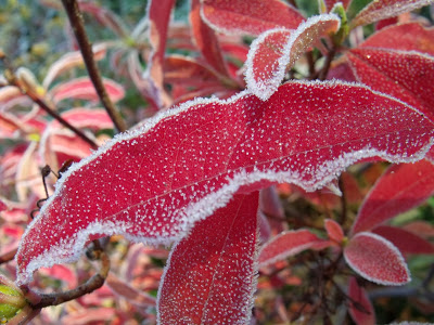 AZALIE W OGNISTEJ ODSŁONIE