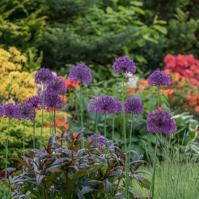 CUDNY, KOLOROWY MAJ W&nbsp;OGRODZIE