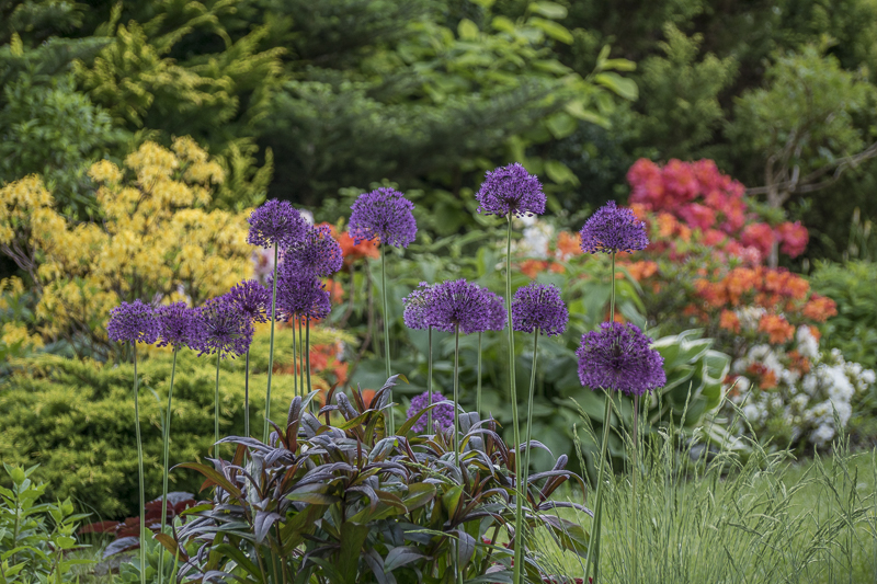 CUDNY, KOLOROWY MAJ W OGRODZIE