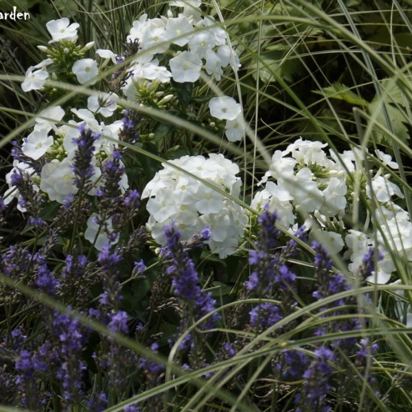 ZAPLĄTANE W TRAWACH