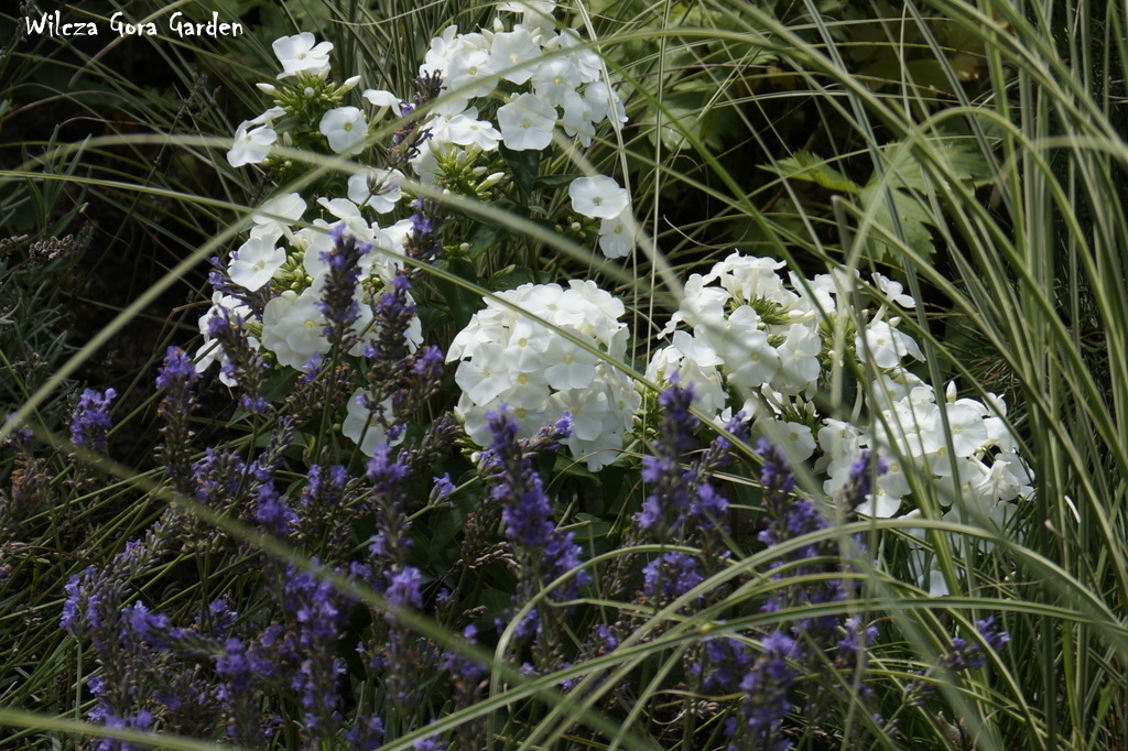 ZAPLĄTANE W TRAWACH