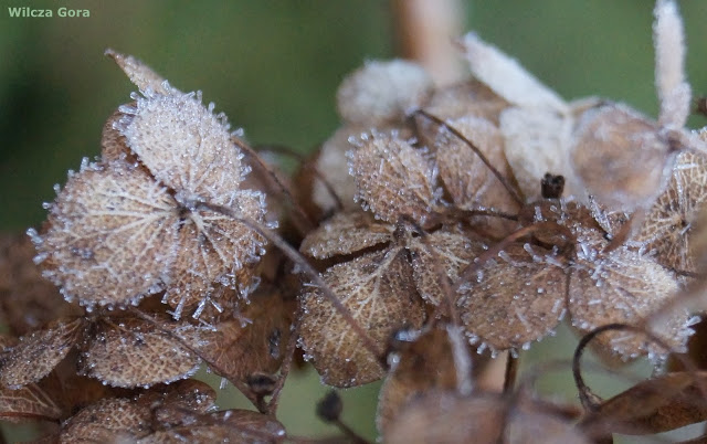 HORTENSJA MROŻONA