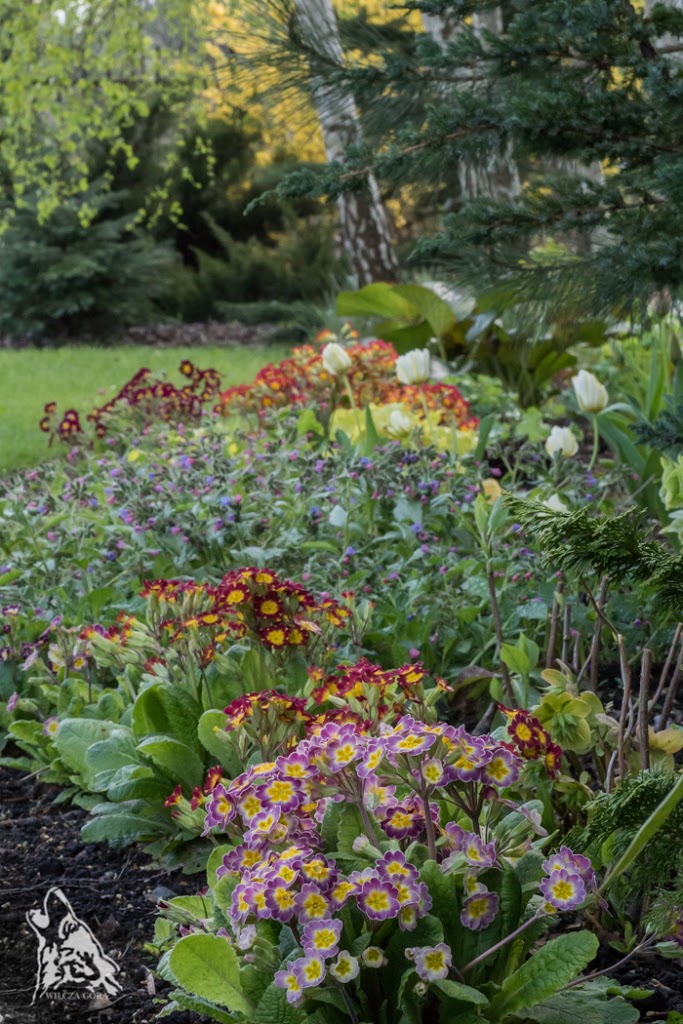 NAJ – PIER – WIOSNKI