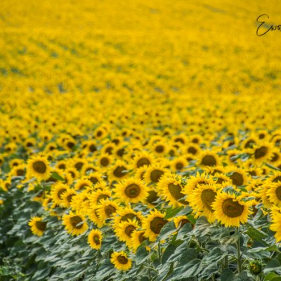 SŁOŃCE, SŁONECZNIKI, SŁONECZNICZKI … ESENCJA&nbsp;SIERPNIA