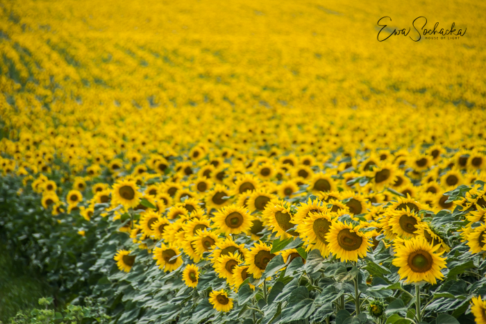 SŁOŃCE, SŁONECZNIKI, SŁONECZNICZKI … ESENCJA SIERPNIA