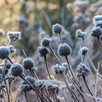 GRUDNIOWY MALARZ SZRONEM MALOWAŁ&nbsp;…