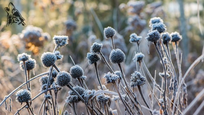 GRUDNIOWY MALARZ SZRONEM MALOWAŁ …