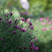 CO SLYCHAC W WILCZEJ&nbsp;?