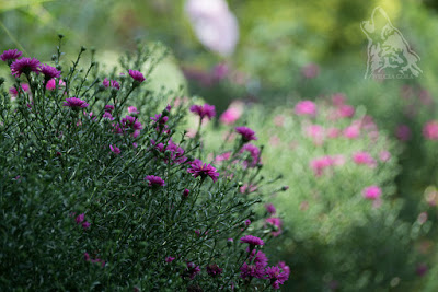 CO SLYCHAC W WILCZEJ&nbsp;?