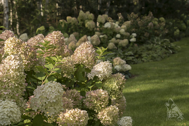 KONIEC LATA W NASZYM OGRODZIE