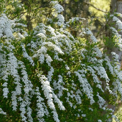 TAWUŁA SZARA ‚GREFSHEIM’ – WIOSENNY WODOSPAD BIAŁYCH&nbsp;KWIATÓW