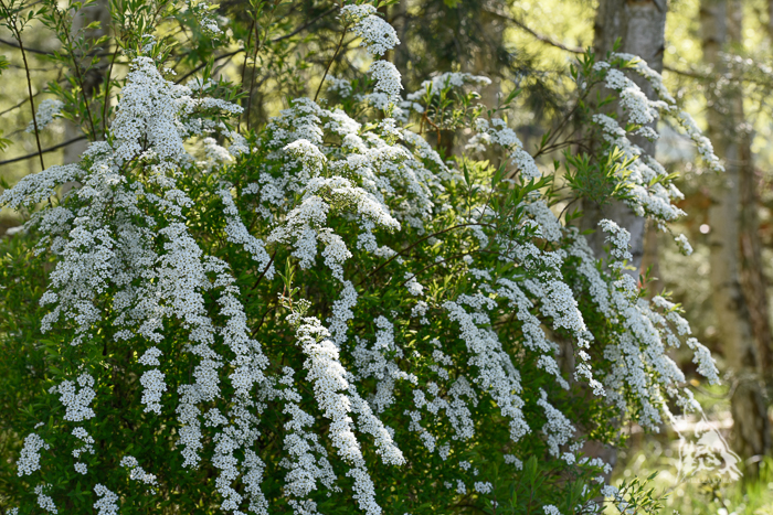 TAWUŁA SZARA ‚GREFSHEIM’ – WIOSENNY WODOSPAD BIAŁYCH&nbsp;KWIATÓW