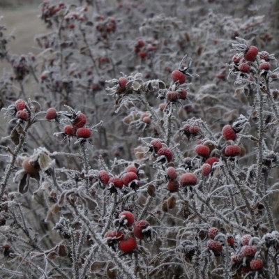 LADY IN RED&nbsp;…