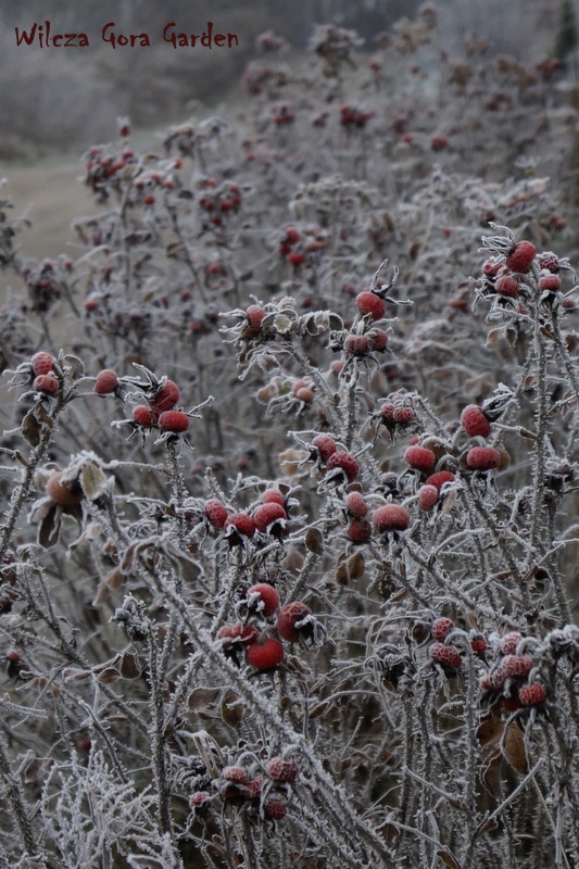 LADY IN RED&nbsp;…