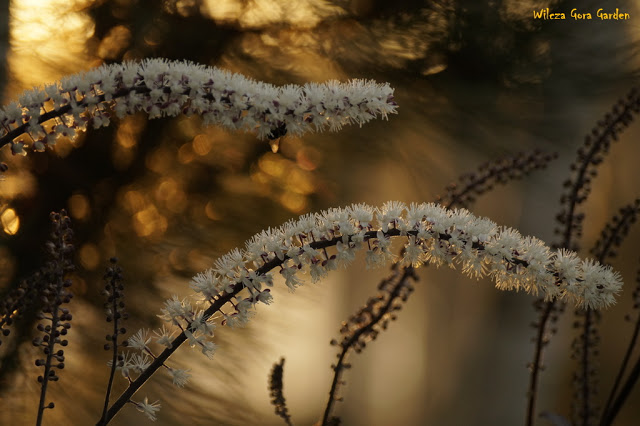 WRZESIEN – NADCHODZI JESIEN