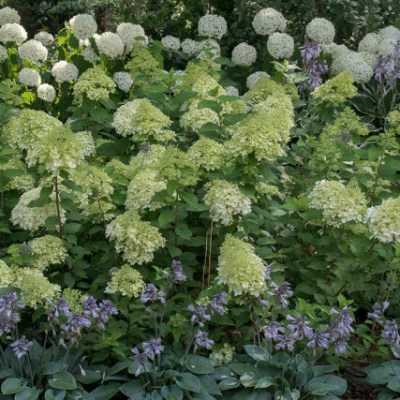 HORTENSJOWY SWIAT, KTORY MNIE&nbsp;OTACZA…