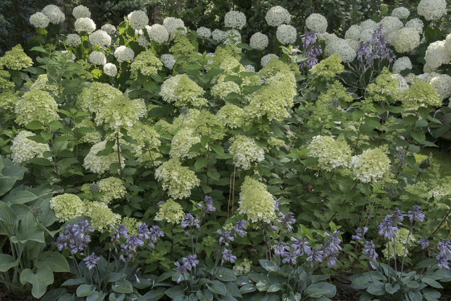 HORTENSJOWY SWIAT, KTORY MNIE OTACZA…