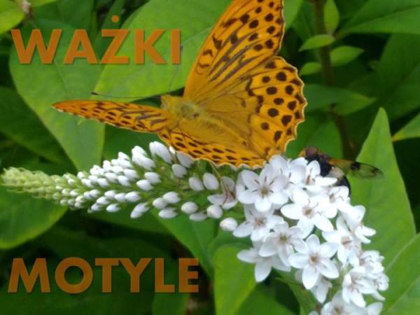 POZEGNANIE LATA – ALBUM – WYD.&nbsp;SPECJALNE