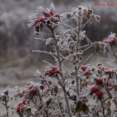 PIERWSZY SZRON W&nbsp;OGRODZIE