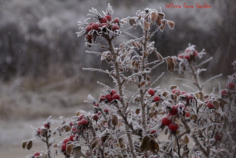 PIERWSZY SZRON W&nbsp;OGRODZIE