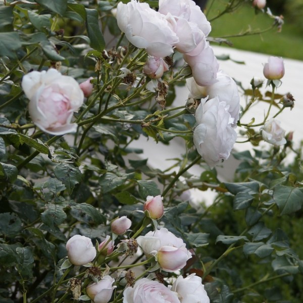 ROSE „HERITAGE” – RÓŻA&nbsp;MARZEŃ