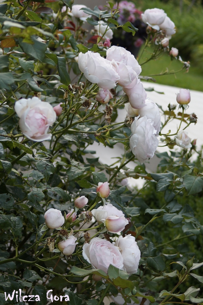 ROSE „HERITAGE” – RÓŻA MARZEŃ