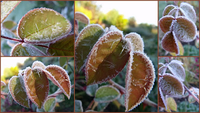 KANDYZOWANE JESIENNE WIDOCZKI …