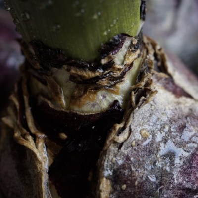 „BLUE VELVET” (&nbsp;Hyacinthus)