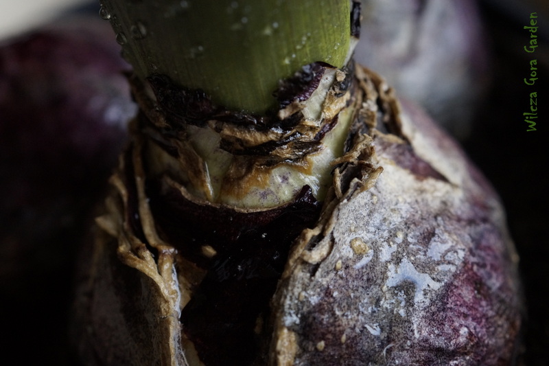 „BLUE VELVET” ( Hyacinthus)