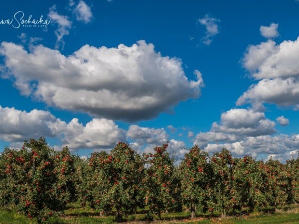 NAJWIĘKSZY SAD EUROPY