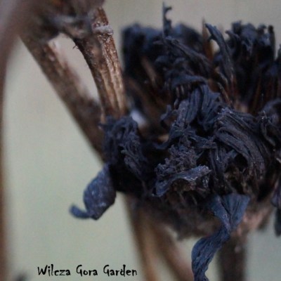 JEŻÓWKA – ECHINACEA