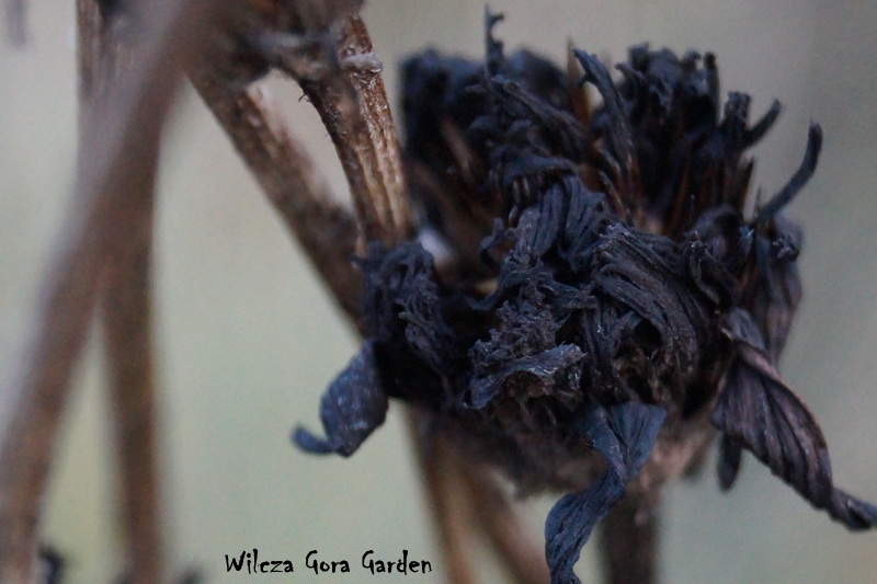 JEŻÓWKA – ECHINACEA