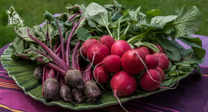 MÓJ ULUBIONY CHŁODNIK Z BOTWINKI