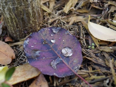 HISTORIA PEWNEJ KROPELKI