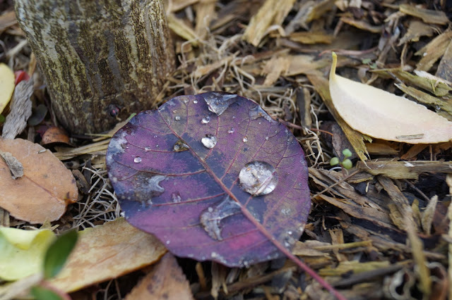 HISTORIA PEWNEJ KROPELKI